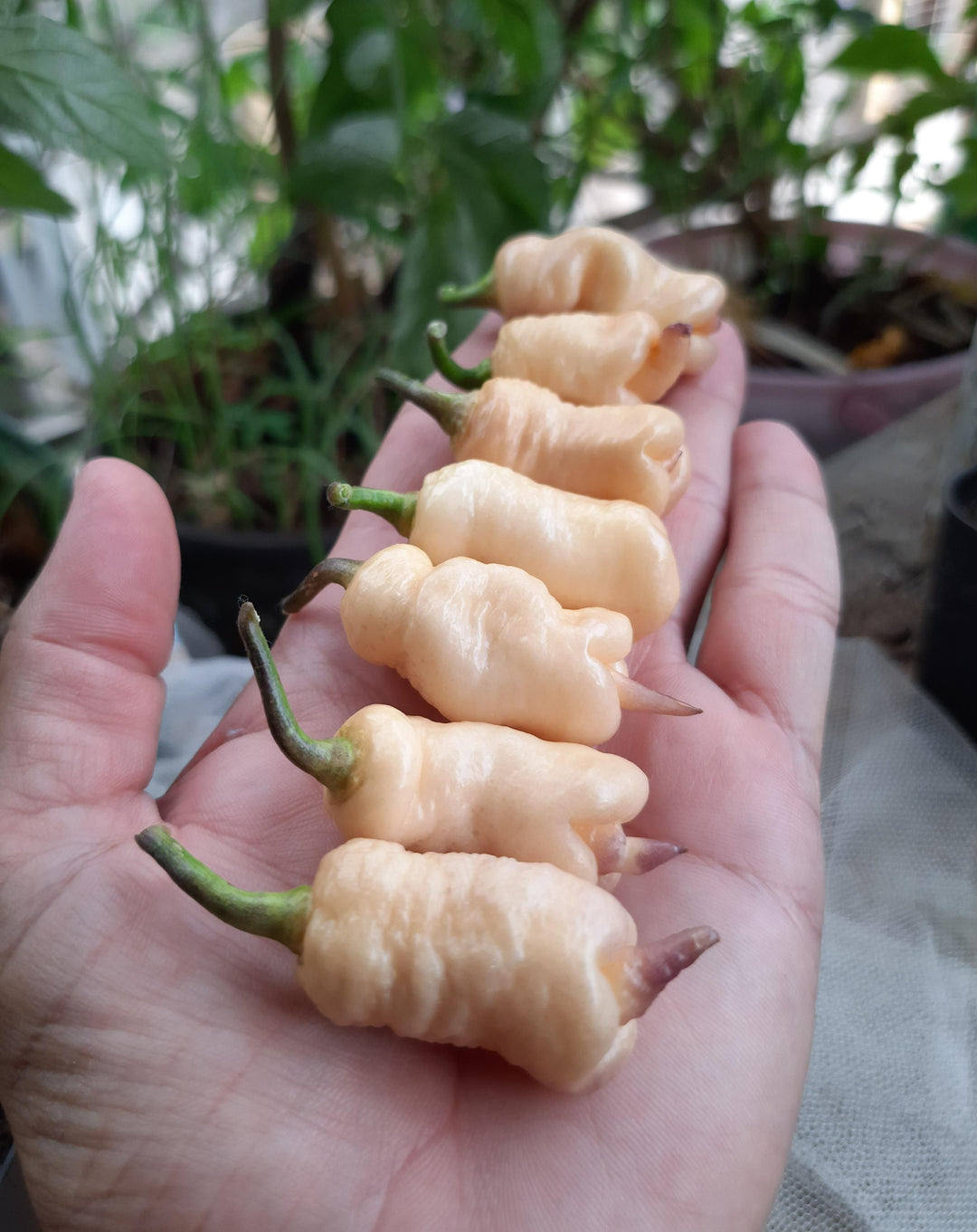 pink peach flower seeds
