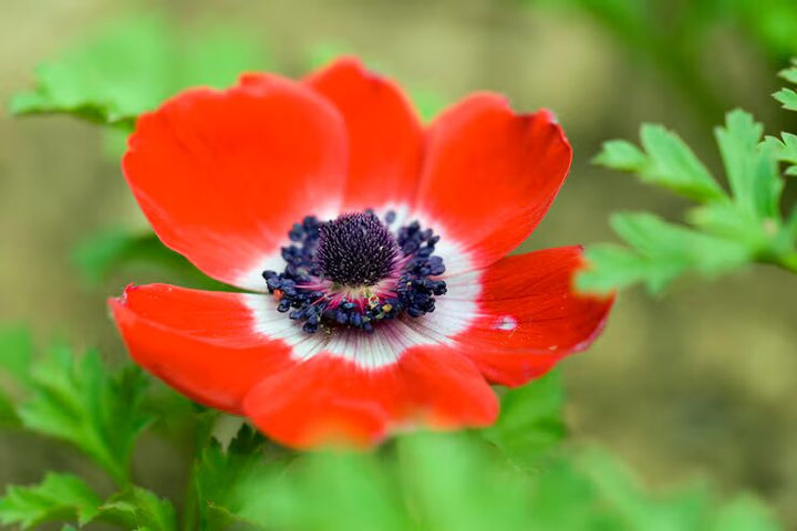Semillas de amapola roja para plantar – Semillas cimarrón sin OMG de alta germinación