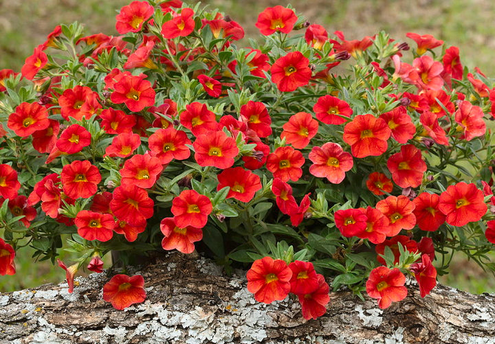 Red Calibrachoa Flower Seeds – Heirloom, Non-GMO, High Germination Seeds