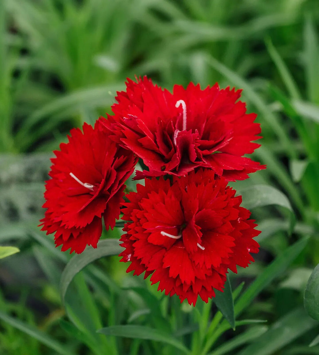 Red Carnation Flower Seeds – Heirloom, Non-GMO, High Germination Organic Seeds