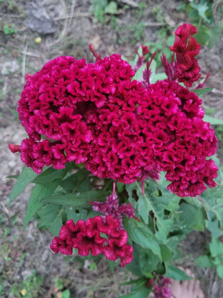 Cockscomb Flower Seeds Red – Heirloom, Non-GMO, High Germination Organic Garden Seeds for Planting