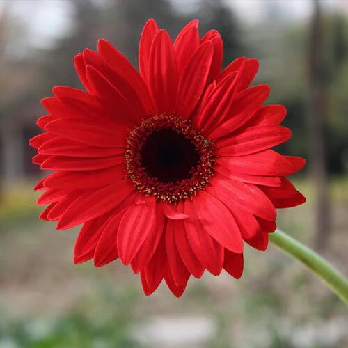 Red Calendula Flower Seeds – Heirloom, Non-GMO, High Germination Seeds for Planting