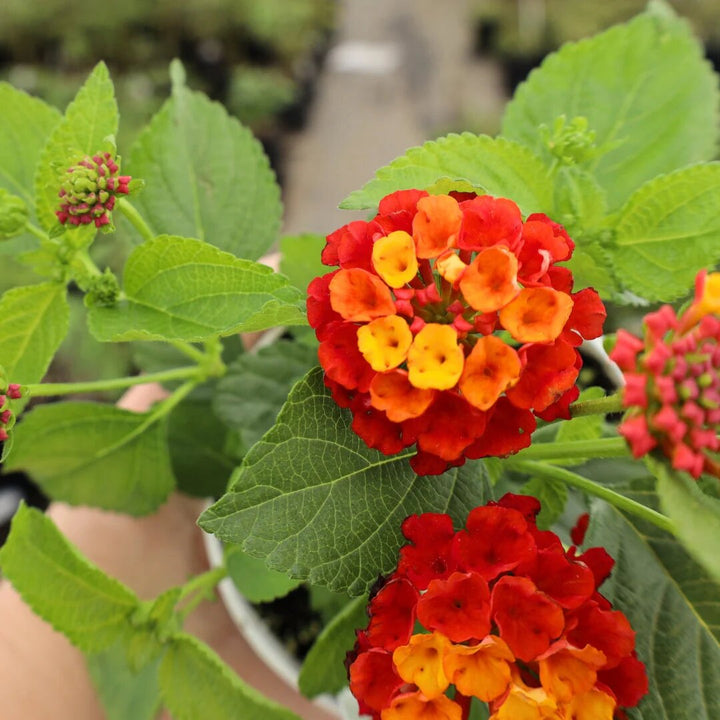 Red Yellow Lantana Flower Seeds – Heirloom, Non-GMO, High Germination Seeds