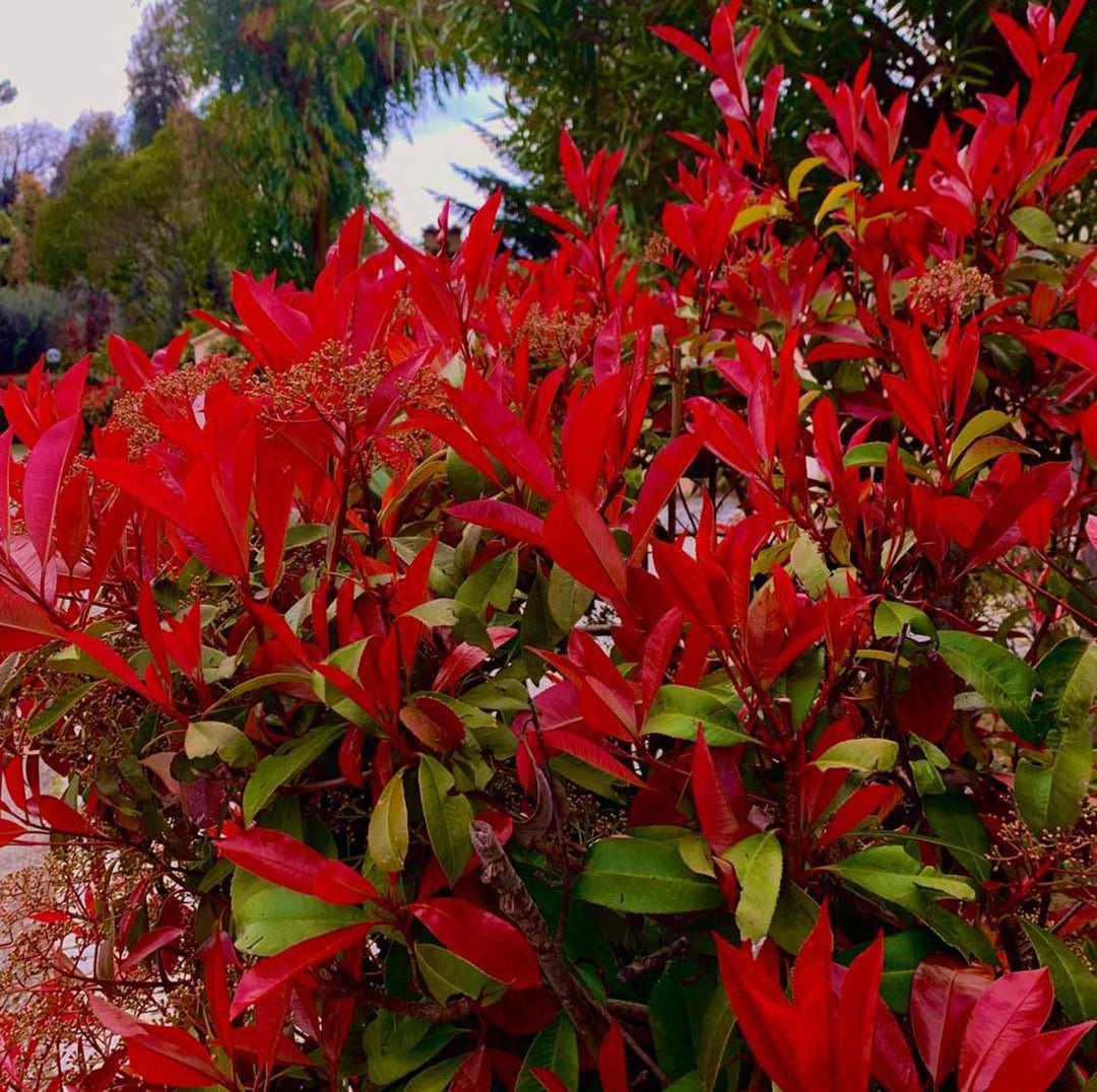 red photinia flower seeds