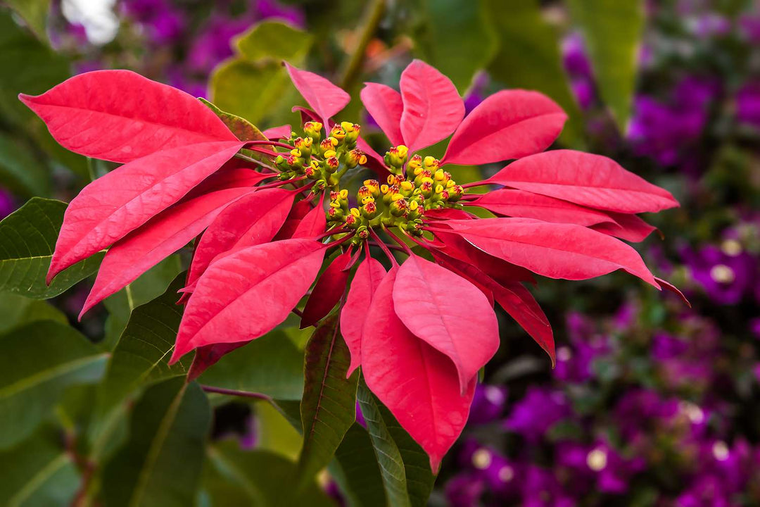 Dark Red Poinsettia Flower Seeds for Planting Heirloom Non-GMO High Germination Organic Garden Seeds