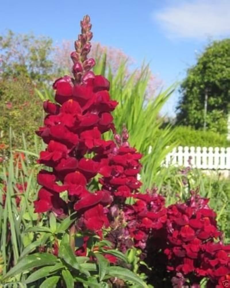 red snapdragon flower seeds