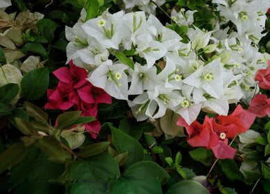 Red White Bougainvillea Flower Seeds – Heirloom, Non-GMO, High Germination, Organic Garden Seeds