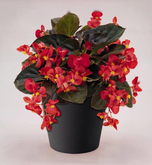 Semillas de Begonia Roja Gigante Semillas de Jardín Orgánicas para Siembra, Herencia, Sin OGM, Alta Germinación