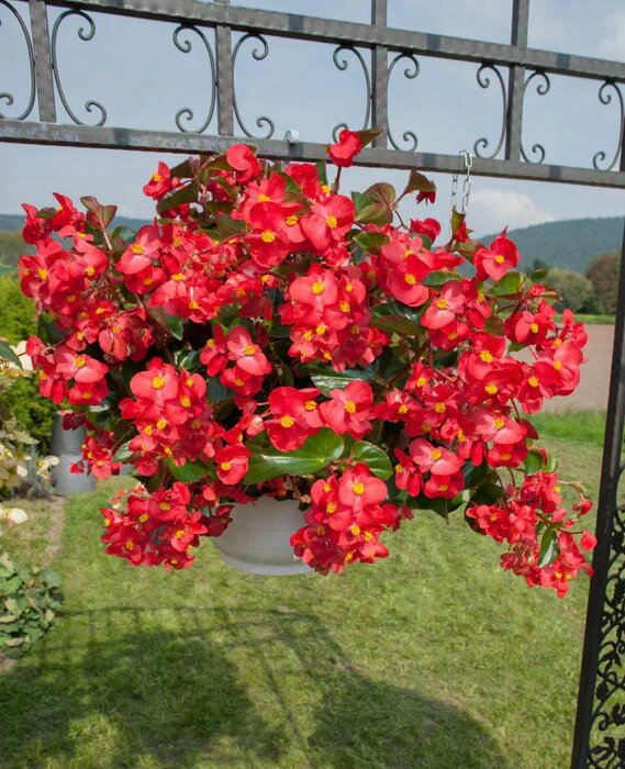 Semillas de Begonia Roja Gigante Semillas de Jardín Orgánicas para Siembra, Herencia, Sin OGM, Alta Germinación