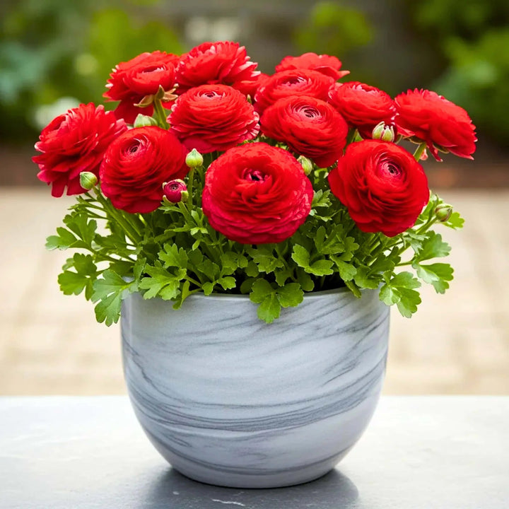 Red Asiaticus Flower Seeds for Planting – Heirloom Non-GMO High Germination Organic Seeds