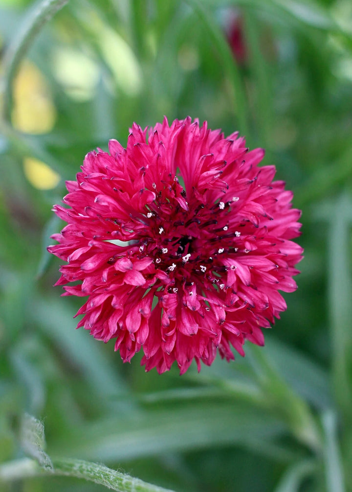 Red Centaurea Flower Seeds for Planting – Heirloom Non-GMO High Germination Seeds