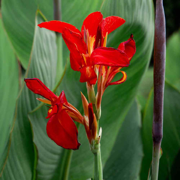 Red Canna Flower Seeds – Heirloom, Non-GMO, High Germination Organic Garden Seeds