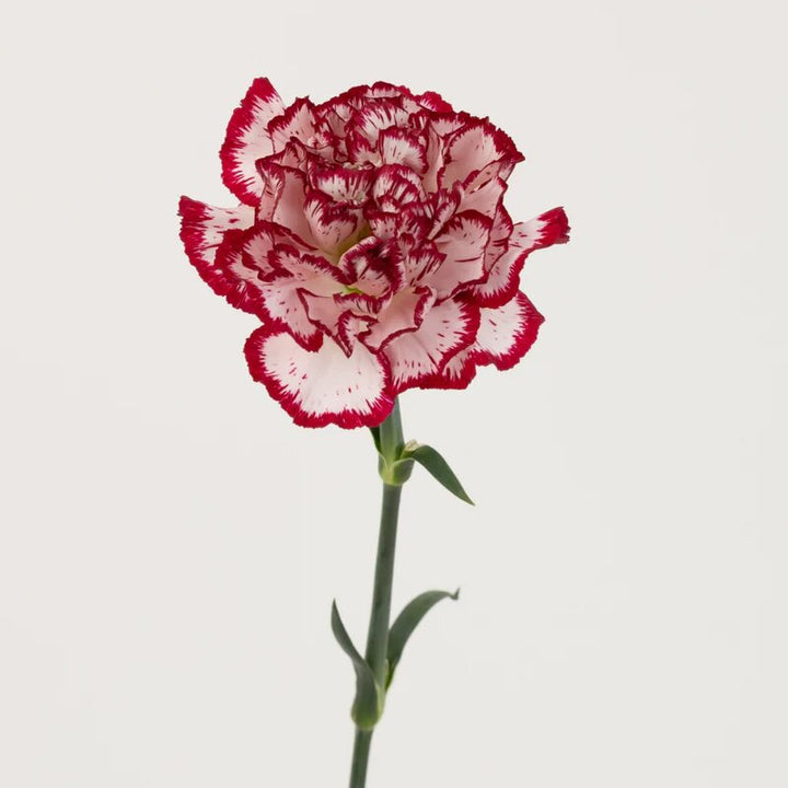 Maroon White Carnation Flower Seeds – Heirloom, Non-GMO, High Germination Seeds