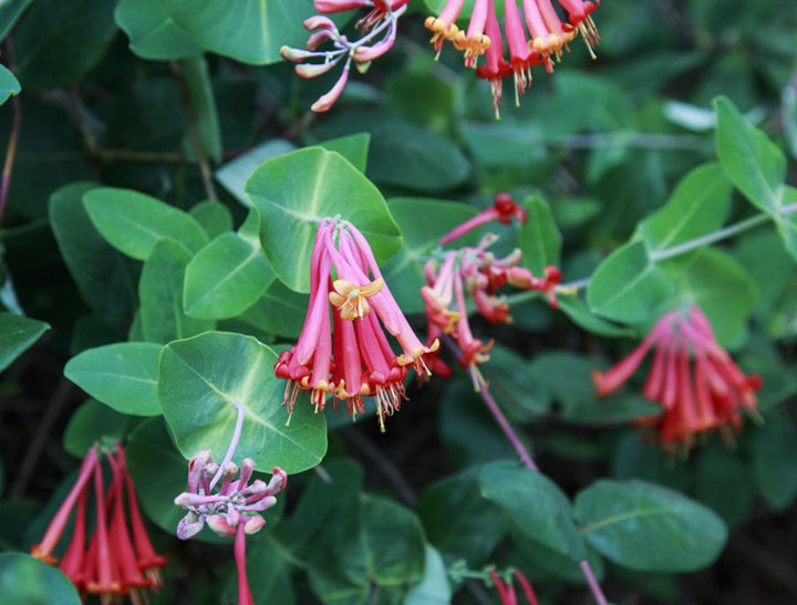 Honeysuckle Flower Seeds Mixed – Heirloom, Non-GMO, High Germination Seeds