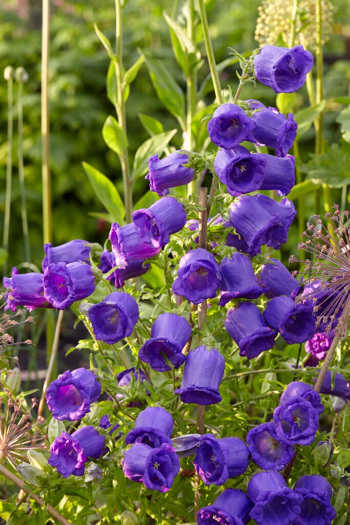 Calycanthema Campanula Flower Seeds – Heirloom, Non-GMO, High Germination Seeds
