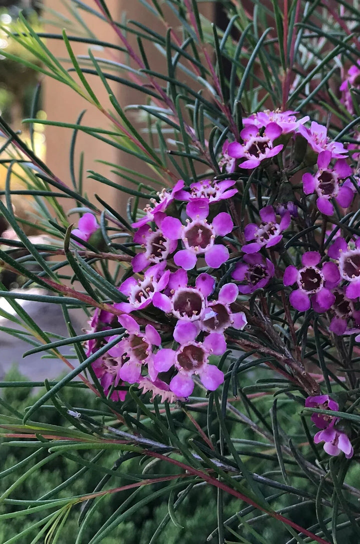 Purple Chamelaucium Flower Seeds for Planting – Heirloom Non-GMO High Germination