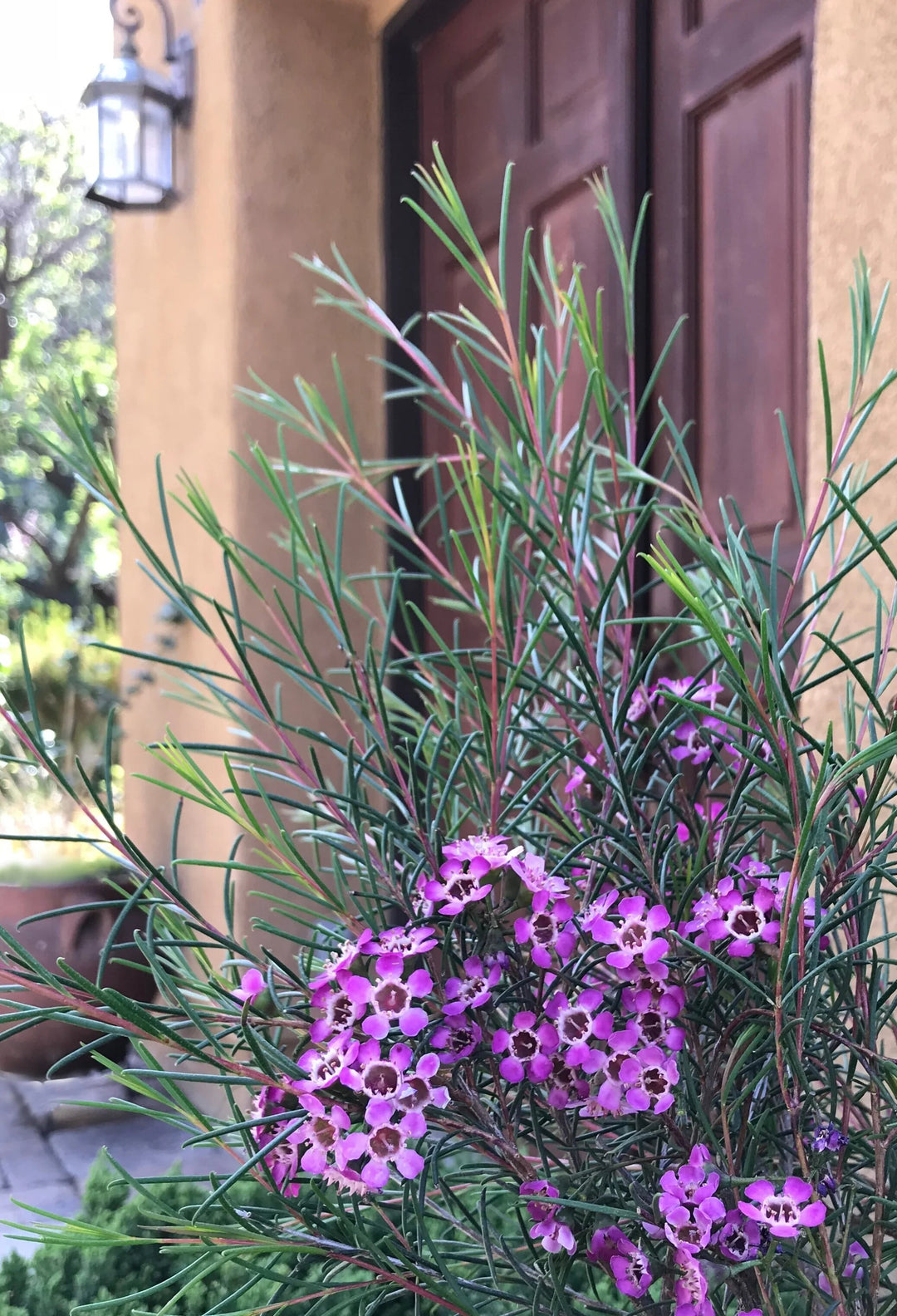 Purple Chamelaucium Flower Seeds for Planting – Heirloom Non-GMO High Germination