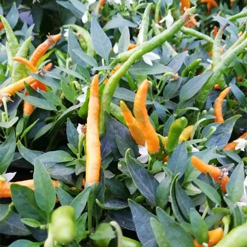Chilli Orange Thai Pepper Hybrid F1 Seeds for planting in home garden, high germination garden seeds, non-GMO pepper plants growing naturally