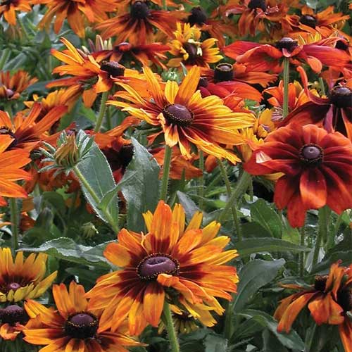 Giant Rudbeckia Orange Flower Seeds for Planting – Heirloom, Non-GMO Seeds