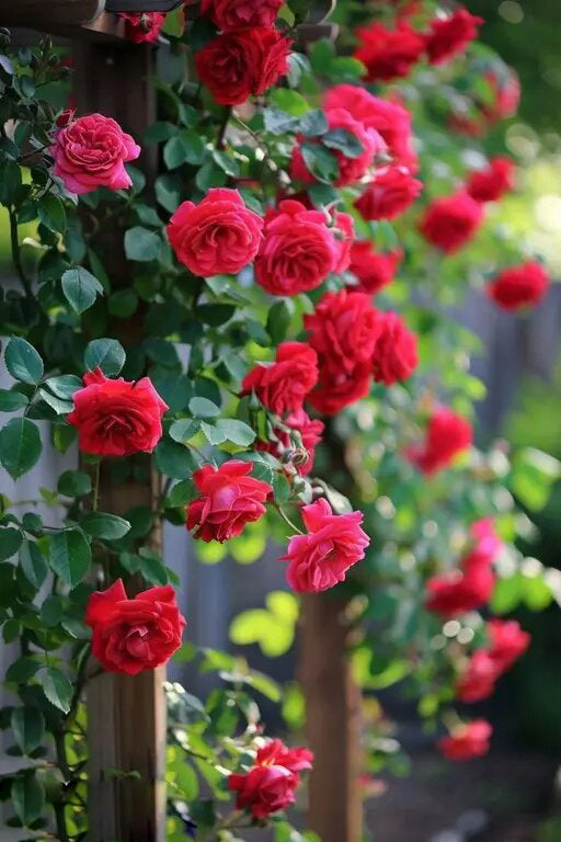 Climbing Rose Flower Seeds Red for Planting – Heirloom Non-GMO High Germination Seeds