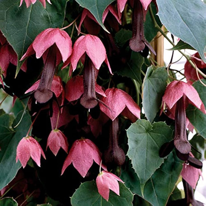 purple rhodochiton flower seeds