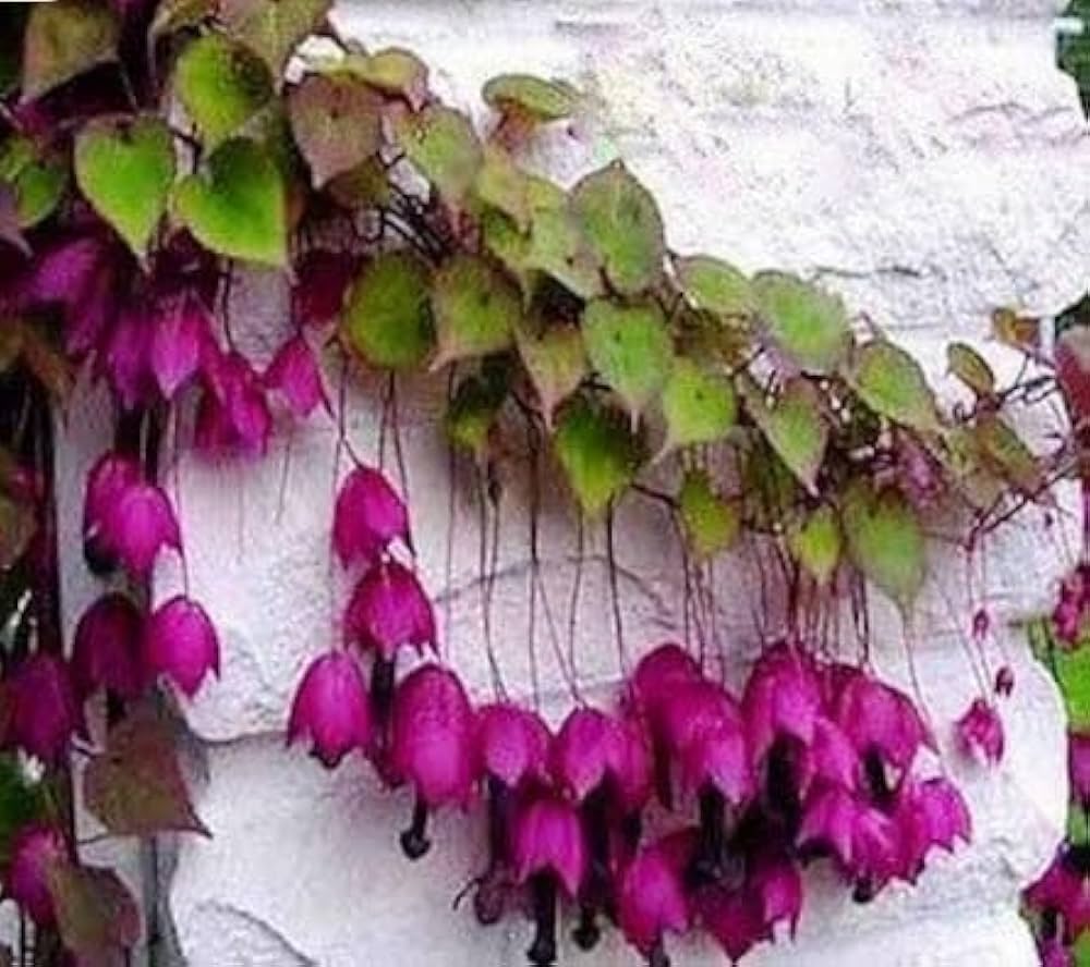 purple rhodochiton flower seeds