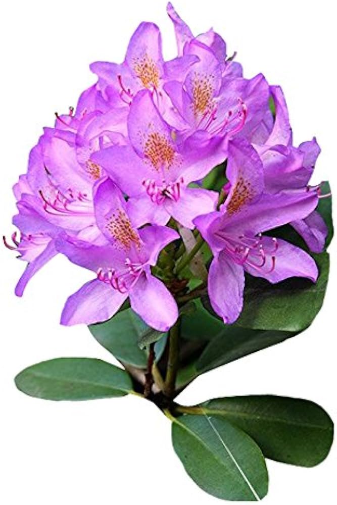 rhododendron azalea flower seeds
