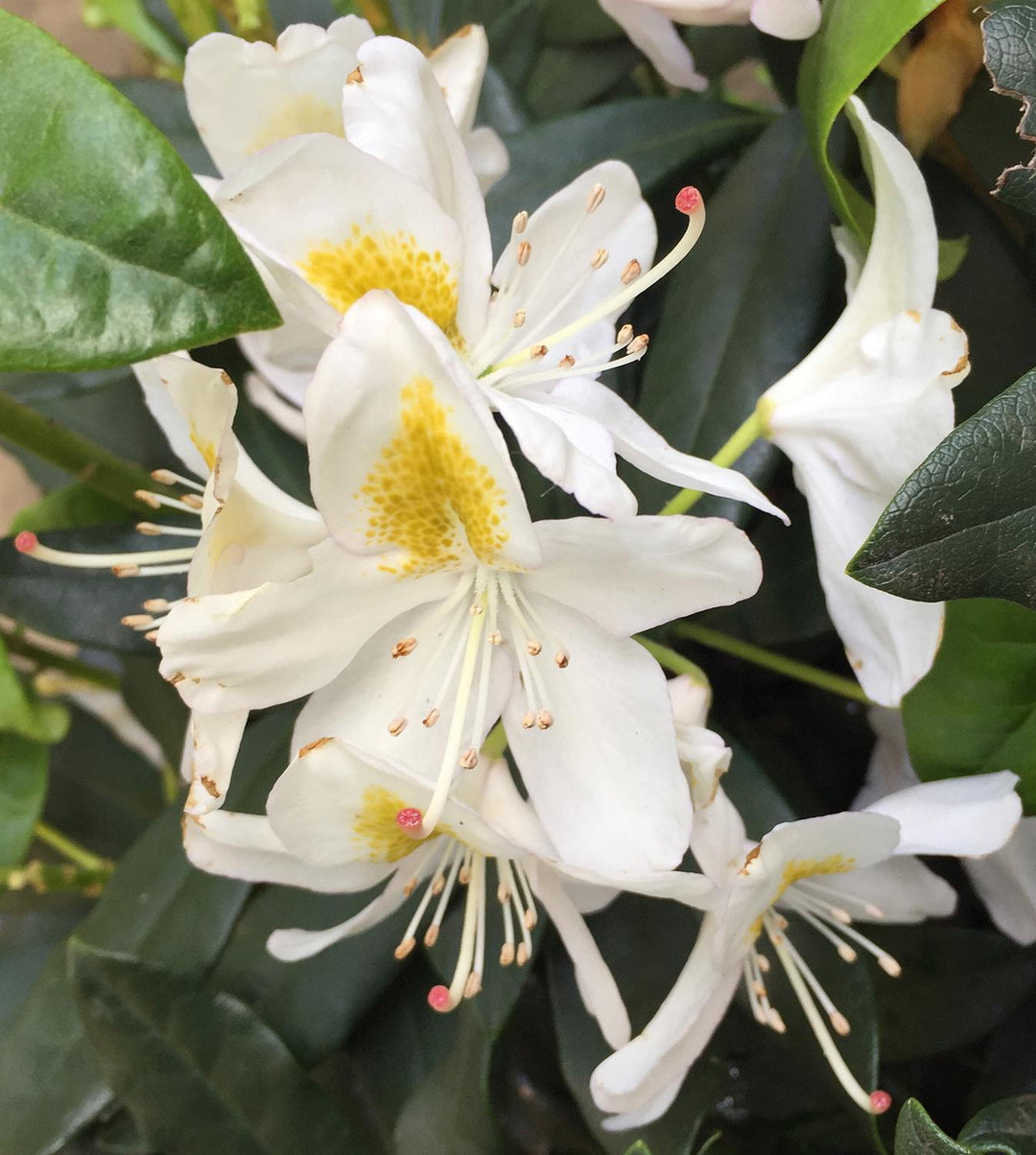 Giant Rhododendron White Flower Seeds – Heirloom Non-GMO High Germination Seeds