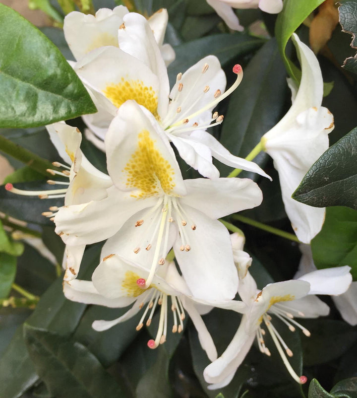 Giant Rhododendron White Flower Seeds – Heirloom Non-GMO High Germination Seeds