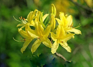 Giant Rhododendron Yellow Flower Seeds – Heirloom Non-GMO Seeds