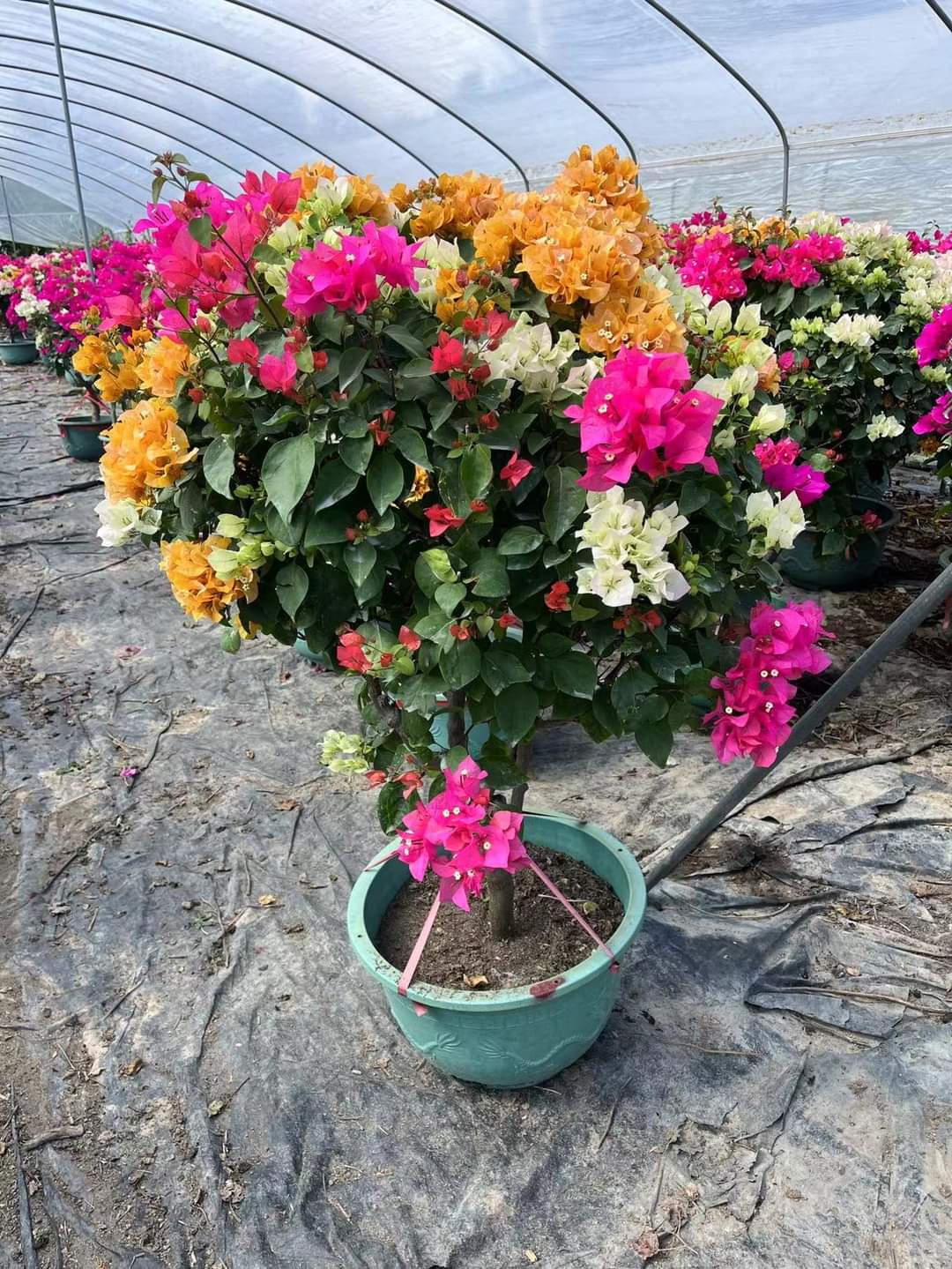 Mix Bougainvillea Flower Seeds Heirloom Non-GMO High Germination Organic Garden Seeds for Planting