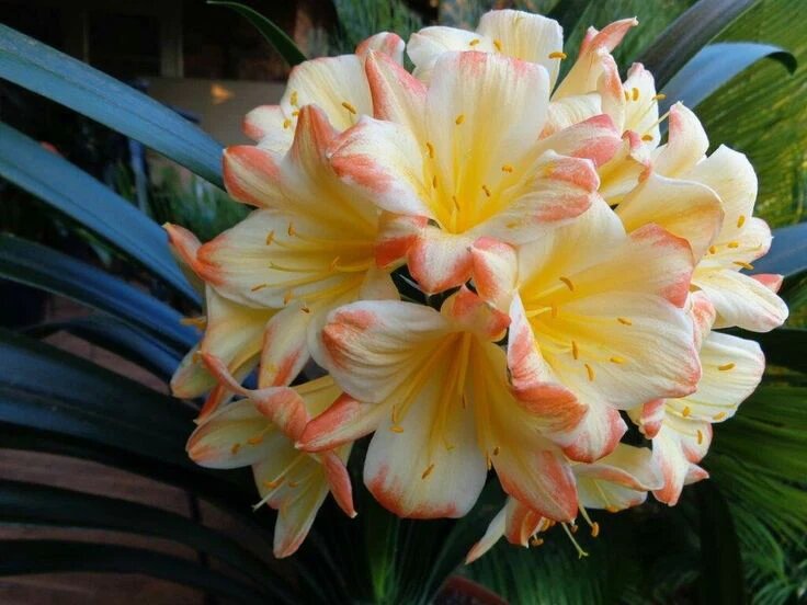 Red Yellow Clivia Flower Seeds for Planting – Heirloom Non-GMO High Germination Seeds
