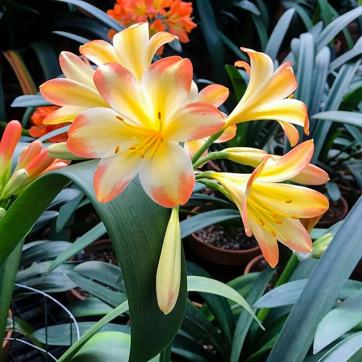 Red Yellow Clivia Flower Seeds for Planting – Heirloom Non-GMO High Germination Seeds