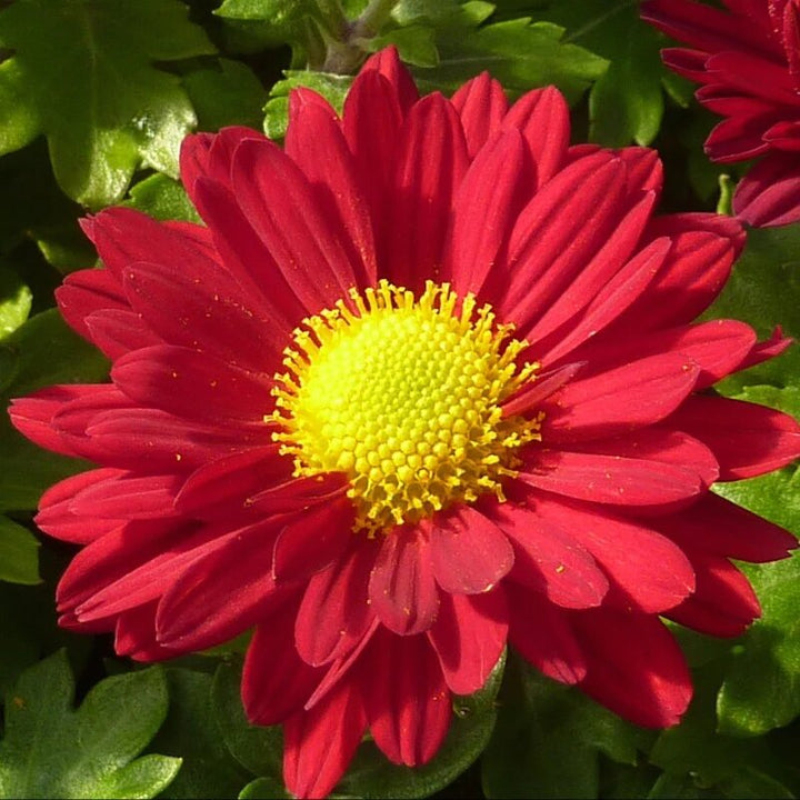 Giant Red Daisy Flower Seeds for Planting – Heirloom, Non-GMO, High Germination Organic Garden Seeds