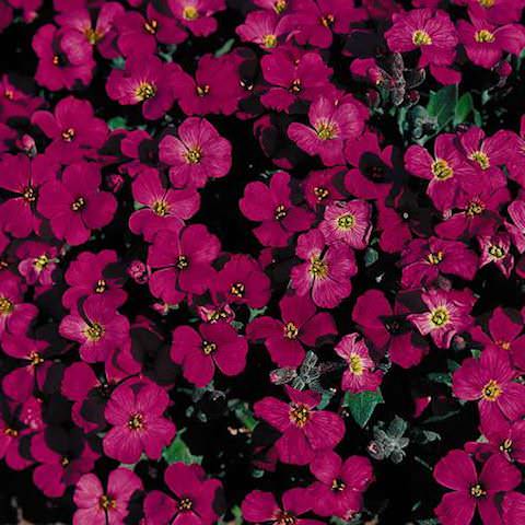 Cascade Red Organic Cress Flower Seeds for Planting (Heirloom, Non-GMO) Garden Herb Seeds for Indoor &amp; Outdoor Growing