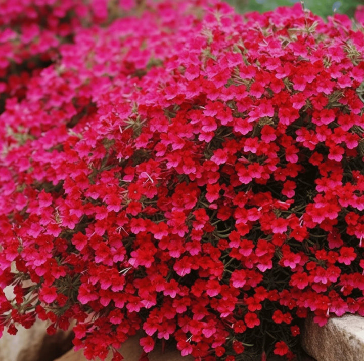 Semillas de Flores Aubrieta Creeping Red para Plantar Semillas de Jardín Orgánicas de Alta Germinación No Transgénicas de Herencia