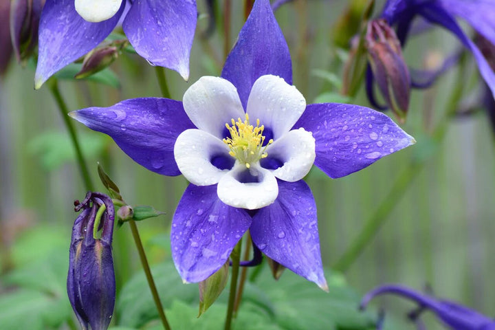 Blue Aquilegia Flower Seeds for Planting – Heirloom Non-GMO High Germination Organic Seeds