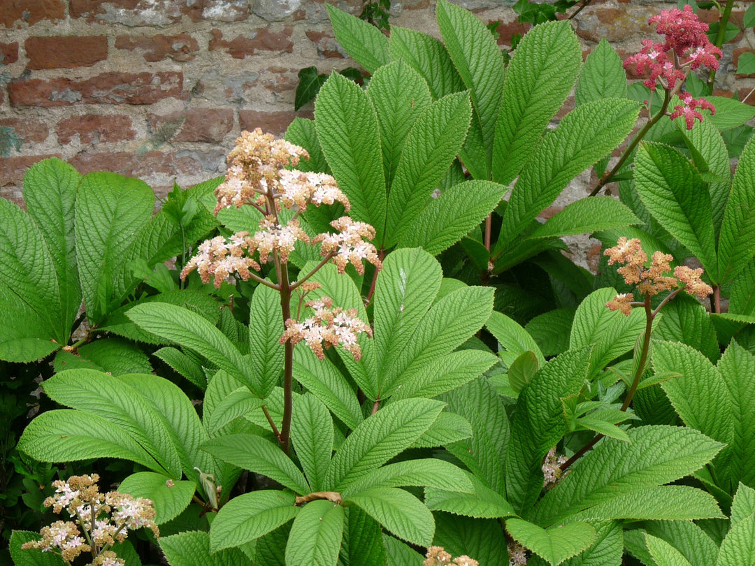 Brown Rodgersia herb seeds