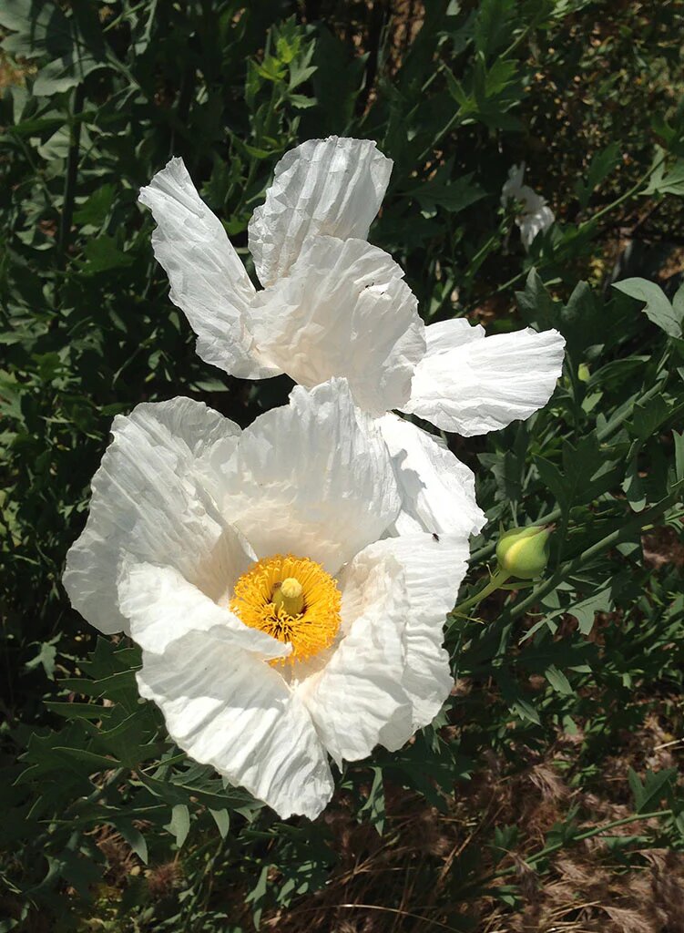 White Coulteri Flower Seeds – Heirloom Non-GMO High Germination Seeds