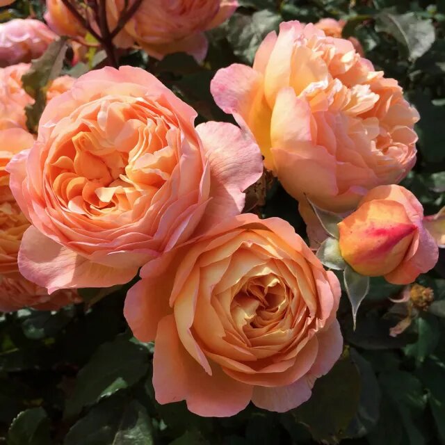 Hamilton Rose Flower Seeds for Planting – Heirloom Non-GMO High Germination Seeds