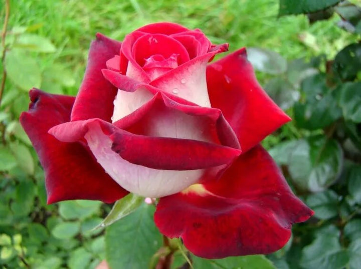 Weiße-rote Osiria-Rosen-Samen zum Pflanzen – Alte, gentechnikfreie, hochkeimfähige Bio-Gartensamen