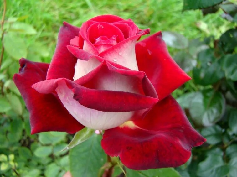 Rote Weiße Osiria Rosenblumensamen zum Pflanzen – Alte Sorte Gentechnikfrei Hohe Keimrate Bio-Gartensamen