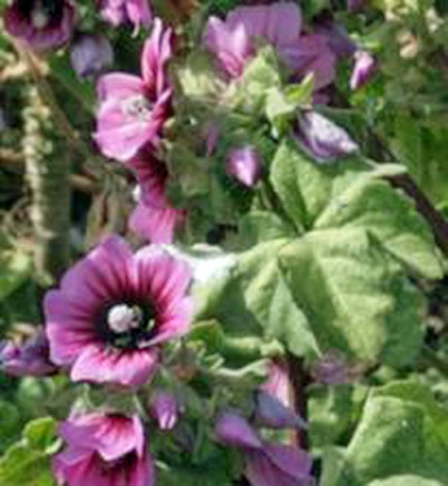 pink white flower seeds