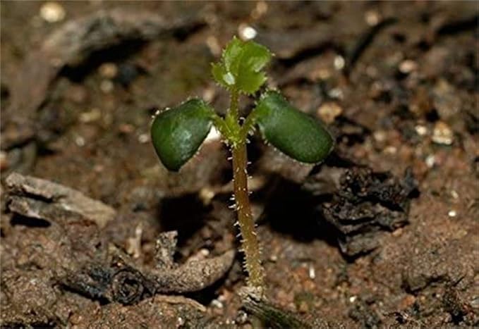 black rose flower seeds