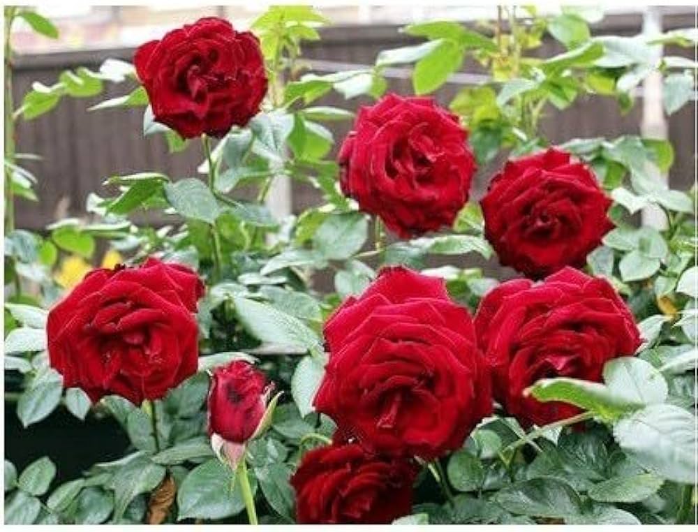 red rose flower seeds