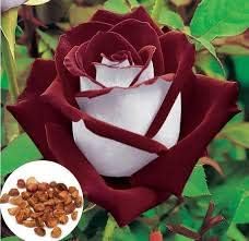 red rose flower seeds