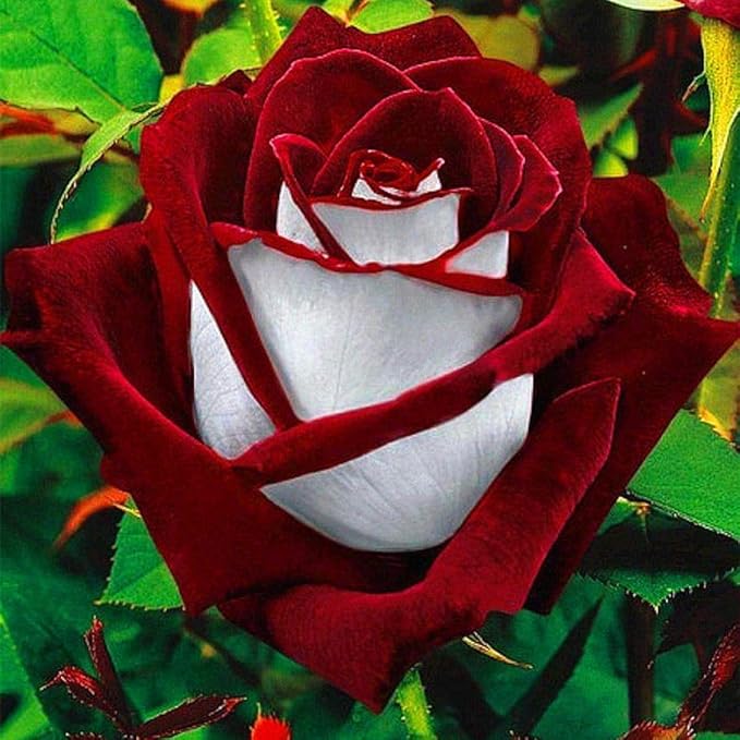 white pink flower seeds