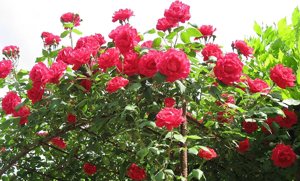 rose tree flower seeds