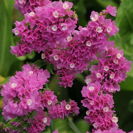 Pink Limonium Flower Seeds – Seeds for Planting, Heirloom, Non-GMO, High Germination Organic Garden Seeds