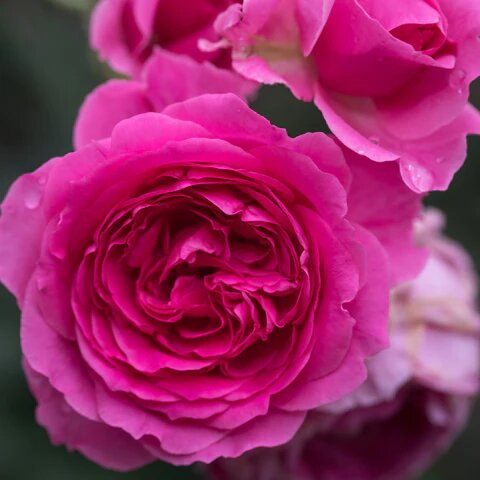 Dark Pink Damask Rose Flower Seeds – Heirloom, Non-GMO, High Germination